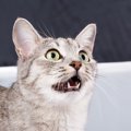 猫がダラダラと『よだれ』を出している3つの原因　すぐに病院に行くべ…