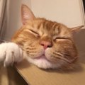 まんまる猫のふっくら かわいい魅力的な写真集