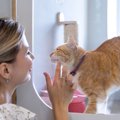 『ペットホテルに預けられた猫』はどんな気持ち？3つの心理と、安心しても…
