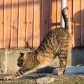 猫が『鍵しっぽ』になる理由2選　幸運の印と言われるのはなぜ？