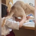 色塗りを楽しんでいた子ども→『かまってほしい猫』がやってきた結果…まさ…