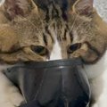 玄関に向かった猫→何をしに行ったのかと覗いてみたら、来客の靴の前で…衝…