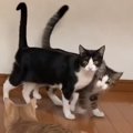 猫ちゃん達のシンクロ偽装かと思いきや…！