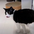 『ちょっぴりパニックったにゃ…』ご飯を怖がる猫ちゃんのリハビリ！？