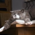 一泊なら猫を留守番させても大丈夫？家を空ける時の注意点や対策