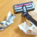 掃除機をかけた結果→『子猫が怖がるかな』と思いきや…予想とは裏腹な…