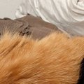 布団で寝ていた猫、頭の位置を見てみると…まるで人間のような『まさかの光…