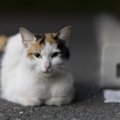 野良猫を保護する時のNG行為３つ