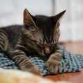 猫が寒い所で眠るのは病気のサイン！？注意したい５つの事