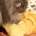 朝、２人姉妹を起こしてくれる猫→お姉ちゃんがなかなか起きなくて…あたか…
