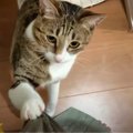 朝からパワー全開！可愛い猫ちゃんから元気をもらえる♡