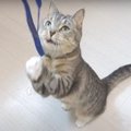 思わず立ち上がる！二本の紐に猫パンチする猫ちゃん♪