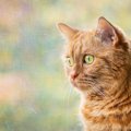 猫が住む家で必要な『網戸対策』6選！対策をしないと起きるトラブルとは