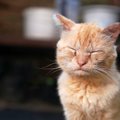 猫の目があかないときの原因4選！考えられる病気や対処法とは