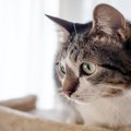 猫が『パニック状態』になりやすい瞬間3選　落ち着きを失う理由や安心させ…