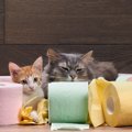 「上から猫トイレ」のオススメのポイントとは