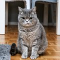 猫の『ストレス』を早期発見する方法4つ！注意すべき危険サインとは？