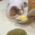 タイに住むスコティッシュフォールドの猫ちゃん。ニオイが強烈なフル…