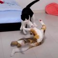 アクシデントだらけ？！猫ちゃんたちの運動会にご注目！