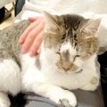 いつもはパパに『塩対応』な元野良猫→ママが不在になると…想像もできなか…