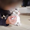 不器用なパパが『猫の歯磨き』に挑戦した結果…想像以上の"結末&q…