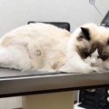 動物病院で飼い主さんを睨んでいた猫→『先生が来た』次の瞬間…もはや…