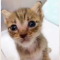 保健所にいたキラキラ瞳の子猫が救われた結果…新たなママのもとで『立…