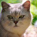 猫が飼い主を『睨む』時の心理5選！実は怒っているだけではない？