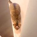 ドアを開けたら、飛び出してきたネコ→『おでこに何かついている』と思った…