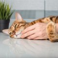 愛猫が飼い主さんに『抱きついてくる』4つのワケ　どうやって対応すれば喜…