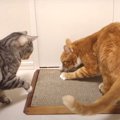 なぜか惹かれる…！猫ちゃんのリビング用爪とぎ