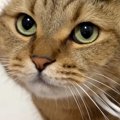 「なんか違うけど似合う」丸顔で可愛い猫が、帽子をかぶった結果…あまりに…