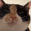 猫になりきって『愛猫にお説教』してみた結果…想像以上の『リアクショ…