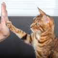 猫が『覚えやすいトリック』4選　猫だってトレーニング次第では芸達者…