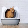 愛猫の『トイレがクサい』ときに考えられる原因5つ　気になるニオイへの対…
