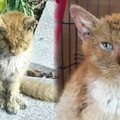 ひどい皮膚病にかかった野良猫…優しい里親さんと出会い美猫に大変身！