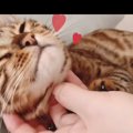 飼い主さんを独り占め！甘える猫さん！