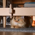 猫が『家具の中や下』に隠れたがる理由5つ　考えられる心理や適切な対処法…