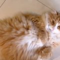 『私が産んだ？』足元にいた猫を撫でようとしたら…悶絶必至の『まさか…