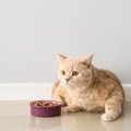 猫の『食べムラ』に困ったら…取るべき5つの対策　困ったら食器や環境…