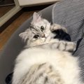 猫がぬいぐるみを大事にしているときの心理４つ