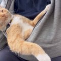 『猫暖』に慣れてきた猫様がこちら！うっとりした表情が微笑ましい「…