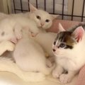 ひとりぼっちで保護された子猫→猫の親子と交流が始まり…涙が出るほど…