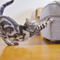 【お悩みあるある】猫が『ソファ』で爪とぎをしないようにする3つの方法