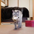 気に入った！猫ちゃんが運んでいるものは…