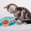 猫は『他の動物』と一緒に暮らすことができるの？相性が悪い動物3選と理由…