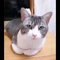 【話題】充電器と化した猫さんの癒しパワーに長蛇の列が！