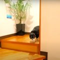 パパが溺愛している２匹の保護猫と離れ離れに→１日たつと…まさかの『想定…