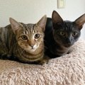 猫のプライドを傷付けてしまう飼い主のNG行為２つ