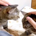 お父さんが寝ようとすると、ネコたちがベッドに集まって…想像以上に『幸せ…